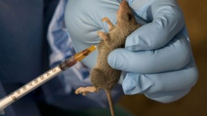 The Lassa fever has killed 101 people in Nigeria.