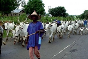 Nomadic cattle rearing