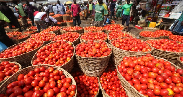 Sallah: Mokwa bridge collapse fuels tomato, pepper price surge