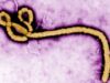 Ebola hits Nigeria, 44 contacts under surveillance