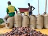 Nigeria Cocoa Exports US Market Jump 554% to $142m in 2025