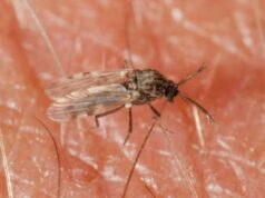 EXPLAINER: What is Shamonda virus and how dangerous is it to humans?