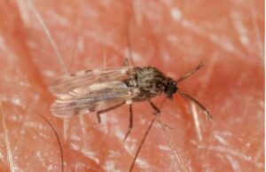EXPLAINER: What is Shamonda virus and how dangerous is it to humans?